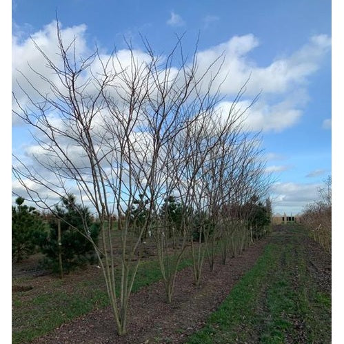 Margarettarobinia - Robinia margaretta CASQUE ROUGE 400-450 MS